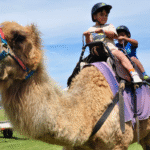 camel-rides-2-port-elliot-show-2024